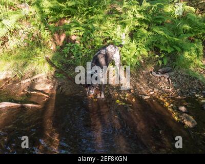 Nero grigio cane da caccia crossbreed labrador giocare e recuperare bastone in bocca al creak foresta estiva con verde felce lussureggiante e alberi. Selettivo Foto Stock