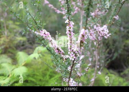 Melaleuca alternifolia, comunemente conosciuta come albero da tè sul Two Creeks Track, Garigal National Park a East Lindfield, Sydney, NSW, Australia. Foto Stock