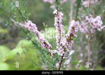Melaleuca alternifolia, comunemente conosciuta come albero da tè sul Two Creeks Track, Garigal National Park a East Lindfield, Sydney, NSW, Australia. Foto Stock