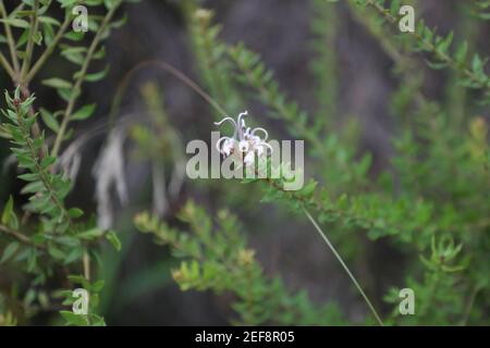 Fiore ragno grigio (Grevillea buxifolia) sul Two Creeks Track, Garigal National Park a East Lindfield, Sydney, NSW, Australia. Foto Stock