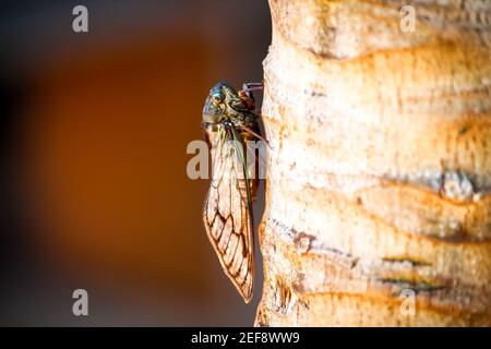 Primo piano di Cicada su albero tropicale Foto Stock