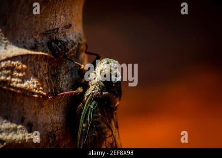 Primo piano di Cicada su albero tropicale Foto Stock