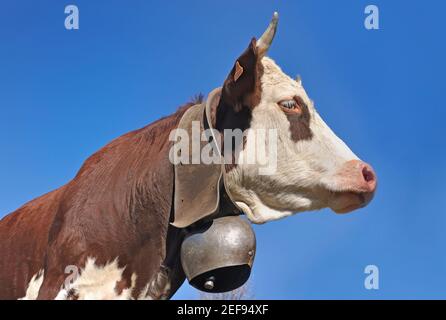 faccia di mucca bianca e bruna alpina che indossa una campana su sfondo blu Foto Stock