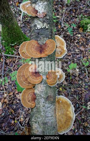 Fungi a mensola arrossante (Daedaleopsis confragosa) che crescono su un tronco di betulla d'Argento (pendola di Betula) caduto in bosco deciduo, riserva di Lower Woods di GWT Foto Stock