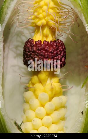 Interno di pinta di cucù / Signori e Signore / Arum selvatico (Arum maculatum) spathe mostrando i capelli che intrappolano mosche, marrone maschio e giallo fiori femmina. Foto Stock