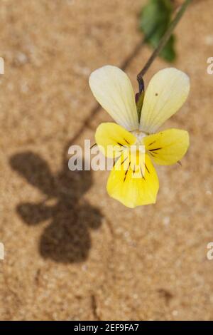 Dune pansy / Seaside pansy (Viola curtisii tricolore) fioritura su dune di sabbia costiera, Merthyr Mawr Warren NNR, Glamorgan, Galles, Regno Unito, settembre. Foto Stock