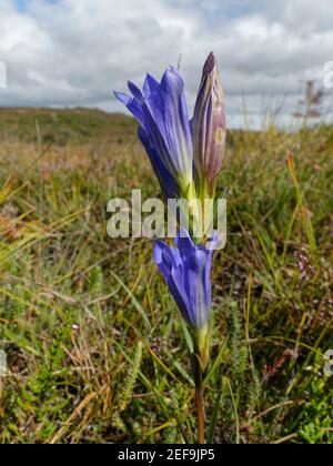 Marsh genziana (Gentiana pneumonanthe) fioritura tra erica su brughiera, Dorset, Regno Unito, agosto. Foto Stock