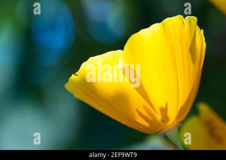 California papavero fiore primo piano, pianta in fiore con giallo dorato e petali arancio alla luce del sole su sfondo blu verde sfocato Foto Stock