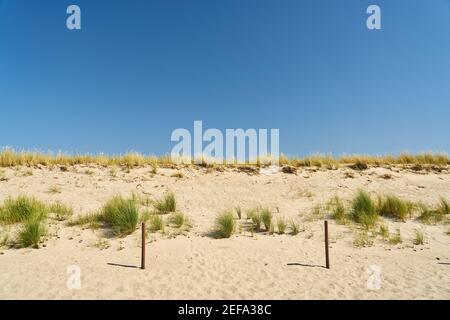 Dune con canne sulla spiaggia sabbiosa del Baltico Mare in estate Foto Stock