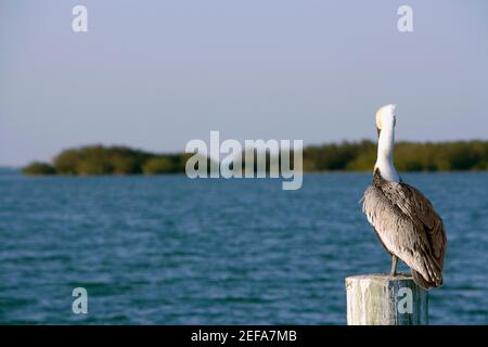Primo piano di un bruno Pelican che perching su un palo di legno Foto Stock