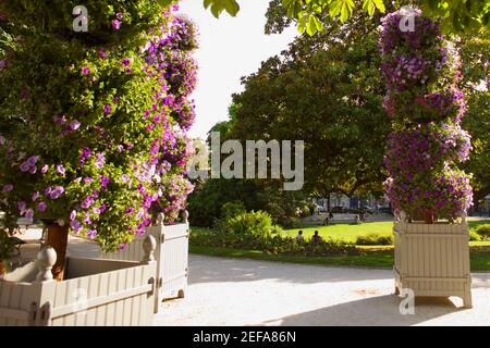 Alberi in un giardino, Bordeaux, Aquitania, Francia Foto Stock