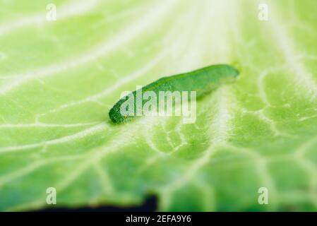 Green Caterpillar strisciando su una foglia di cavolo Foto Stock
