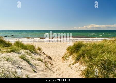 Spiaggia sul mare con accesso attraverso le dune in estate Sul Mar Baltico Foto Stock