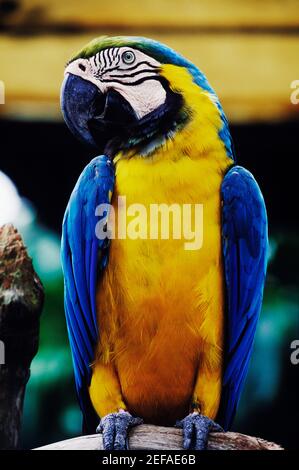 Primo piano di un Macaw, Singapore Foto Stock