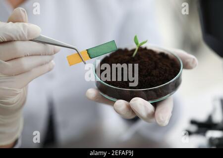 Il ricercatore tiene un matraccio di vetro a piccolo gambo con terreno con test di pH striscia Foto Stock