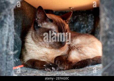 Carino gatto siamese sdraiato in un tappeto ripiegato Foto Stock