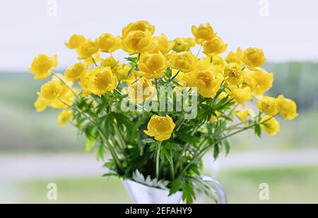 Trollius europaeus in un vaso. Fiori selvatici gialli, fiore Globe strettamente legato a Ranunculus. Primo piano. Foto Stock