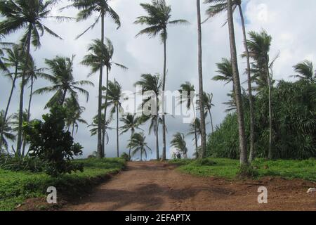 Luogo segreto chiamato 'Coconut Tree Hill' a Mirissa, Sri Lanka Foto Stock