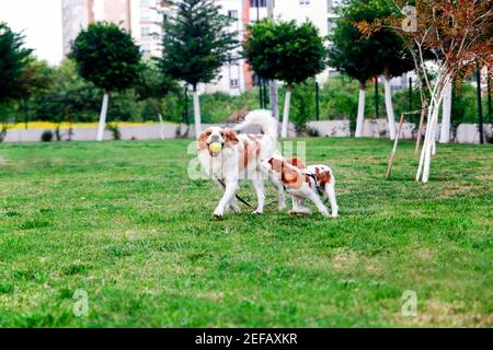 Molto giocoso cane razza re Charles Cavalier e puntatore inglese. Questi cani corrono con la palla tenis in giardino. Foto Stock