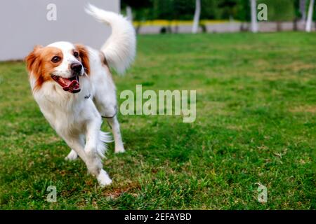 Molto giocoso cane razza re Charles Cavalier e puntatore inglese. Questi cani corrono con la palla tenis in giardino. Foto Stock