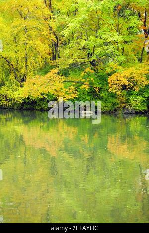 La riflessione di alberi in acqua, Central Park, Manhattan, New York City, nello Stato di New York, Stati Uniti d'America Foto Stock