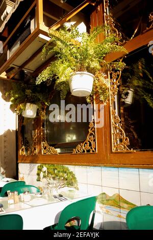 Pianta in vaso appesa su un tavolo in un ristorante, New York City, New York state, USA Foto Stock