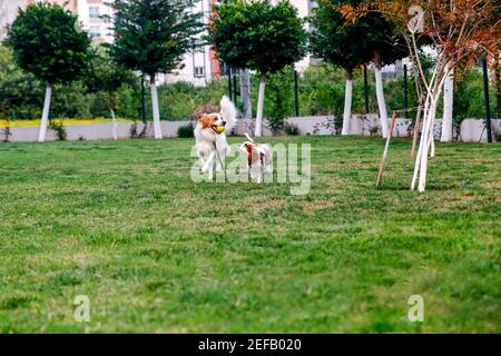 Molto giocoso cane razza re Charles Cavalier e puntatore inglese. Questi cani corrono con la palla tenis in giardino. Foto Stock