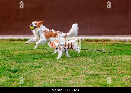 Molto giocoso cane razza re Charles Cavalier e puntatore inglese. Questi cani corrono con la palla tenis in giardino. Foto Stock