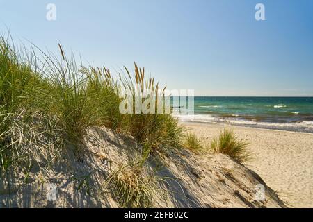 Costa con dune e canne sulla spiaggia sabbiosa di Il Mar Baltico in estate Foto Stock