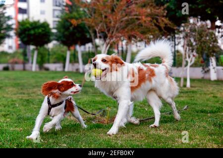 Molto giocoso cane razza re Charles Cavalier e puntatore inglese. Questi cani corrono con la palla tenis in giardino. Foto Stock