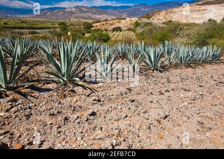 Piante di Maguey che crescono in un campo, Matatlan, Oaxaca state, Messico Foto Stock