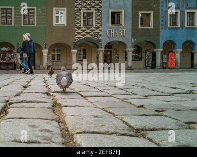 Poznan Polonia maggio 10 2019 Pigeon a piedi di fronte case in affito colorato nella piazza del mercato Foto Stock