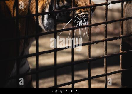 Tiger gabbia in gabbia e quasi perso posto che lui impossibile muoversi Foto Stock