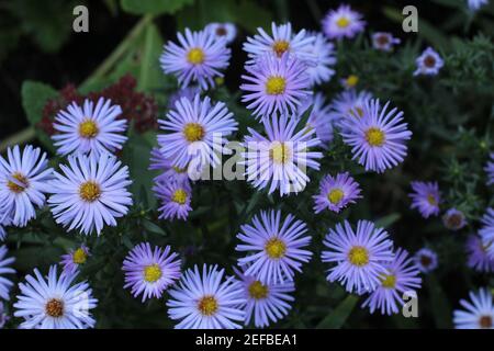 Closeup di daisies michaelmas in un giardino con un blurry Foto Stock