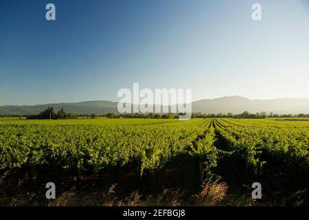 Vista panoramica di un vigneto Foto Stock