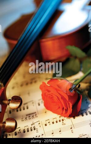 Rosa rossa, violino e spartiti, primo piano Foto Stock