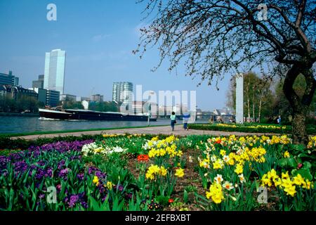 Fiori in un giardino, GMW Francoforte, Germania Foto Stock