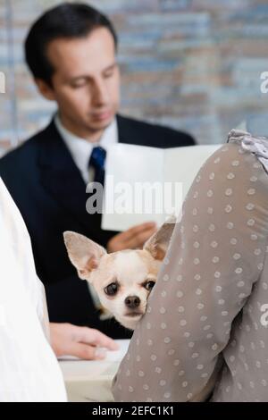 Donna che tiene un cucciolo con un uomo maturo nel sfondo Foto Stock