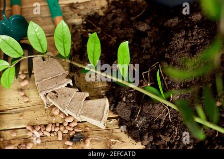 Attrezzatura da giardinaggio con piante e cumulo di terreno su tavola di legno Hobby e tempo libero, giardinaggio domestico, coltivazione e cura per piante in vaso indoor. Za Foto Stock