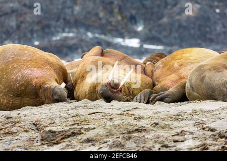 Una colonia di valangari che riposano sulla spiaggia di Svalbard (Spitzbergen). Foto Stock