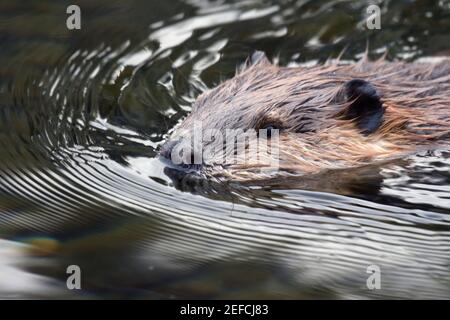 Beaver nel fiume Yaak in fine autunno. Yaak Valley, Montana nord-occidentale. Foto Stock