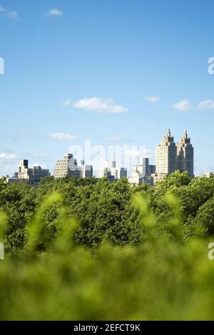 Grattacieli dietro gli alberi, New York City, New York state, Stati Uniti Foto Stock