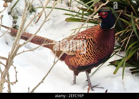 Brunswick, Germania. 17 Feb 2021. Un fagiano maschio con collo ad anello o un fagiano di riso cinese (Phsanius colchicus torquatus) sta cercando cibo nel letto dei fiori di un giardino a Watenbüttel. Nonostante l'aumento delle temperature e la copertura della neve, la foratura è ancora difficile per alcuni animali, che è il motivo per cui anche gli uccelli molto timidi per il resto osano avventurarsi nei giardini alla periferia del villaggio. Credit: Stefan Jaitner/dpa/Alamy Live News Foto Stock