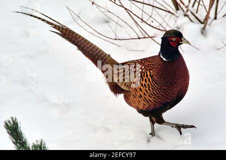 Brunswick, Germania. 17 Feb 2021. Un fagiano maschio con collo ad anello o un fagiano di riso cinese (Phsanius colchicus torquatus) sta cercando cibo nel letto dei fiori di un giardino a Watenbüttel. Nonostante l'aumento delle temperature e la copertura della neve, la foratura è ancora difficile per alcuni animali, che è il motivo per cui anche gli uccelli molto timidi per il resto osano avventurarsi nei giardini alla periferia del villaggio. Credit: Stefan Jaitner/dpa/Alamy Live News Foto Stock