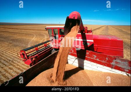 Primo piano di una mietitrebbia rossa che carica il grano nel camion, cielo blu chiaro sullo sfondo, Burlington, Colorado Foto Stock