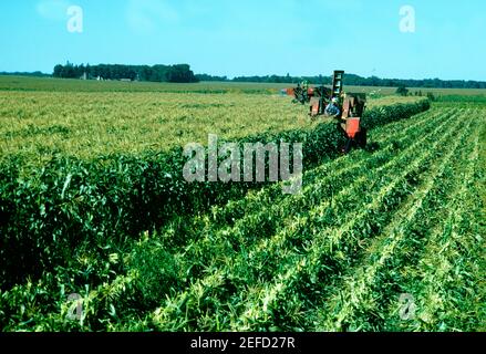 Coltivatori che raccolgono il mais dolce nel campo, Minnesota Foto Stock