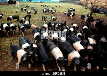 Maiali giovani in lotti di alimentazione nella fattoria Henry vicino a Wilmington, Ohio Foto Stock