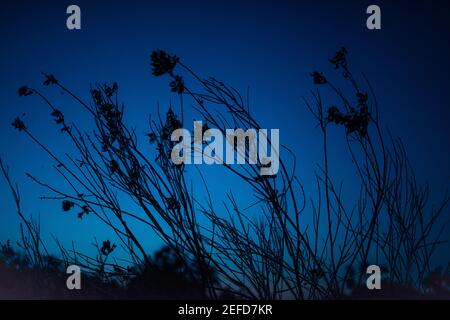 Due rami di fiori di prato su sfondo blu-scuro cielo notturno Foto Stock