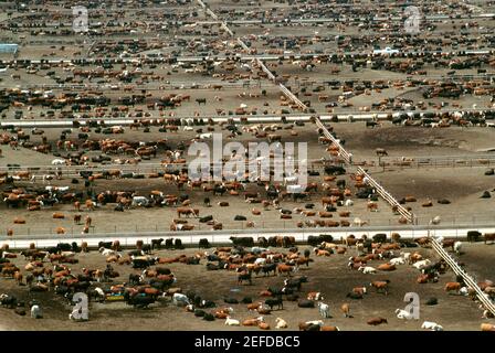 Vista aerea del più grande lotto di bestiame di worldÂ (120,000 capi). Manzo di Monfort, CO Foto Stock