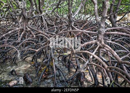 ElNido, El Nido, Palawan, Filippine, isola, mare, paradiso Foto Stock